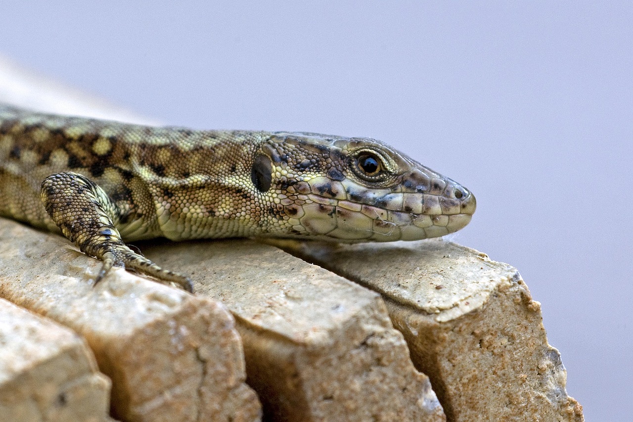 昆仑厦门工商代理注册代理记账
