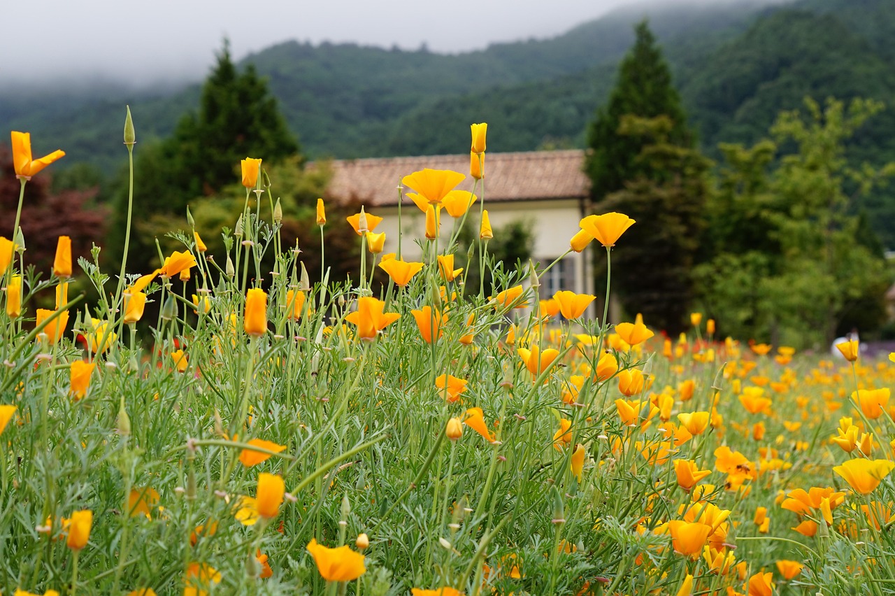 京东云实名账号：WIFI安全险代理平台